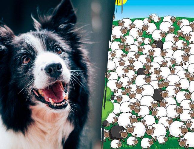 Kde se pes skrývá: jen málokdo ho najde mezi ovcemi za 5 sekund