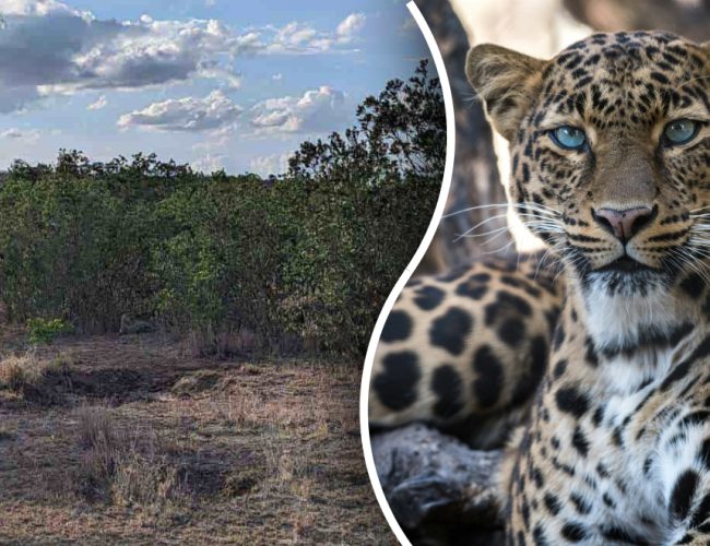 Najít leoparda v džungli za 8 sekund: nejlepší způsob, jak otestovat svou pozornost