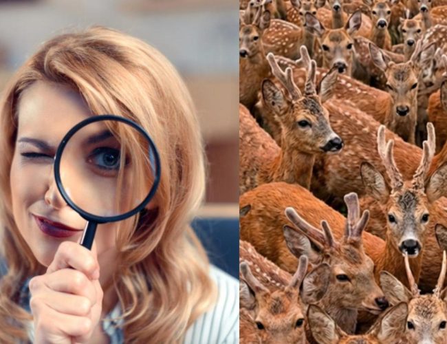 Nalezení tří koz mezi jeleny za 11 sekund: velmi složitý optický klam