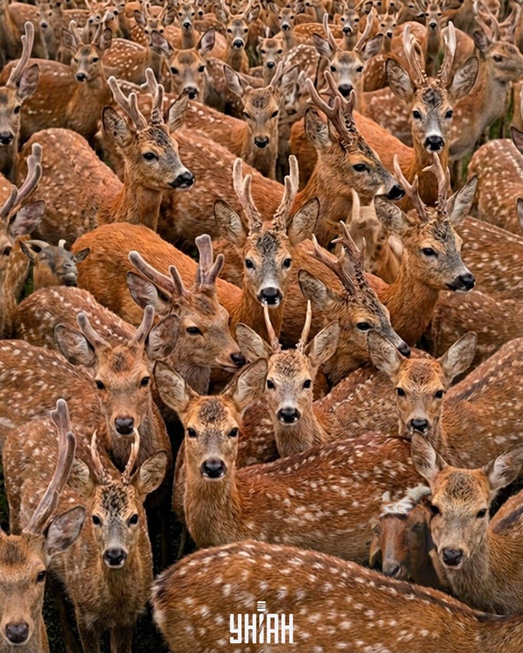 Potřebujete najít tři kozy mezi soby za 11 sekund: velmi složitý optický klam