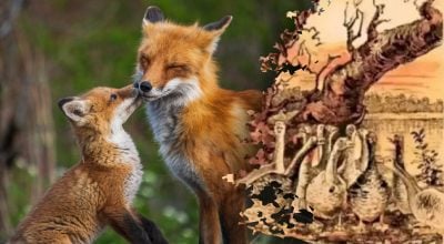 Pouhých 15 vteřin na nalezení lišky: záhada, kterou zvládne jen málokdo