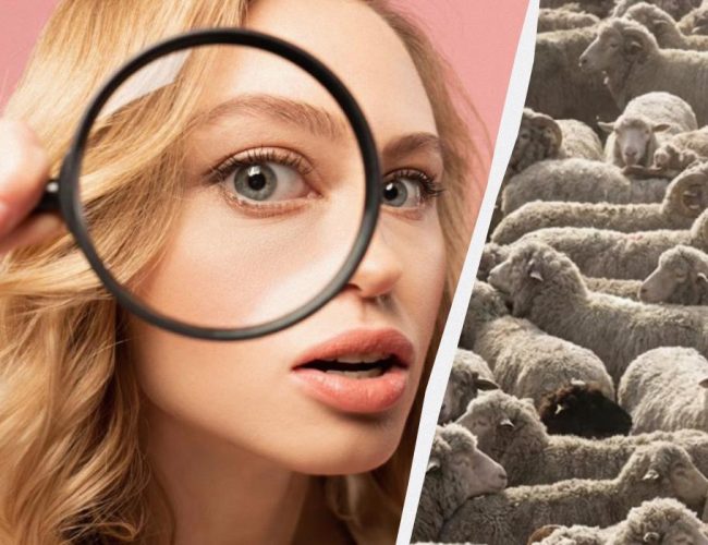 Pouze jeden ze tří ze 100 dokáže najít všechny psy na obrázku za 12 sekund: náročná logická hra