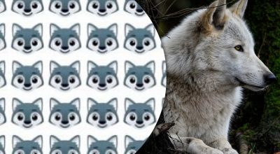 Vlka najde jen málokdo: zajímavá logická hra na upoutání pozornosti